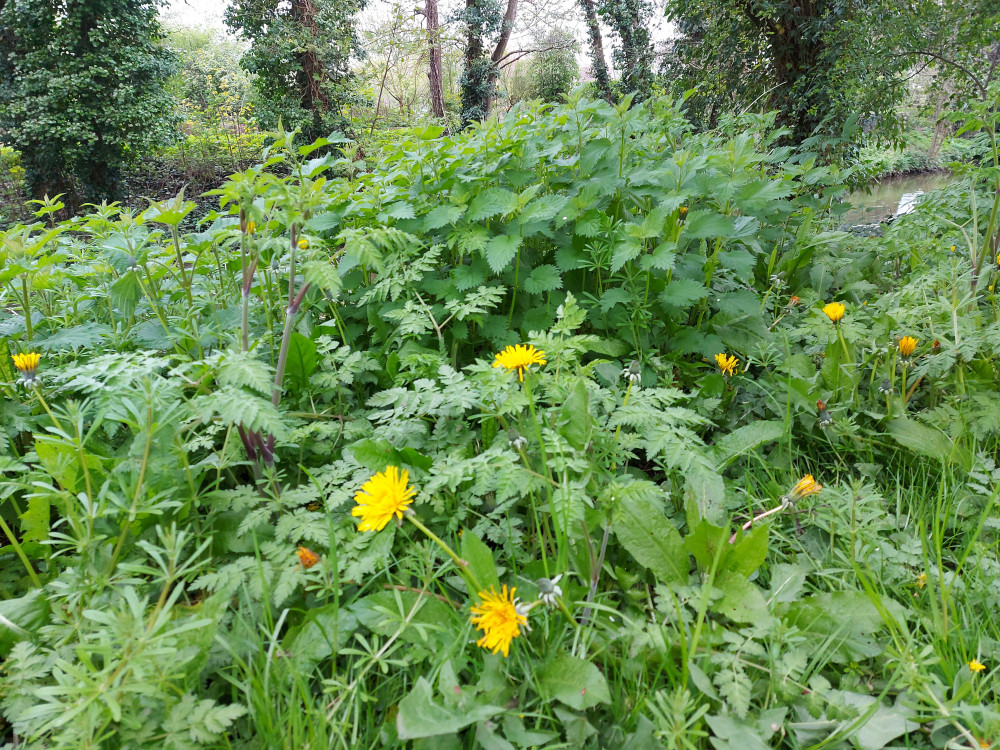 Dandelions along the river banks in Welsh Mill in Frome Dandelions along the river banks in Welsh Mill in Frome