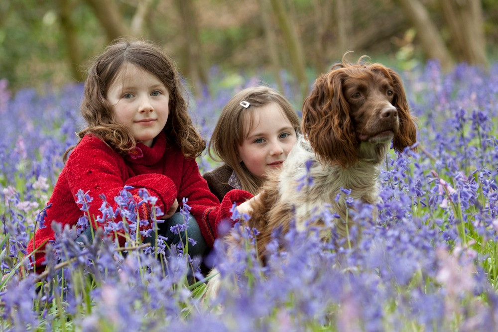 Rode Hall's Bluebell Walks open this weekend (Photo: Rode Hall) 