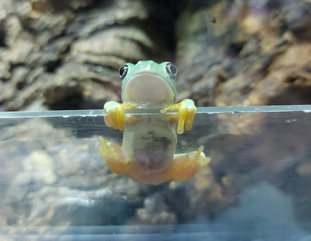 Giant Mexican Leaf Frog (Picture: SWNS)