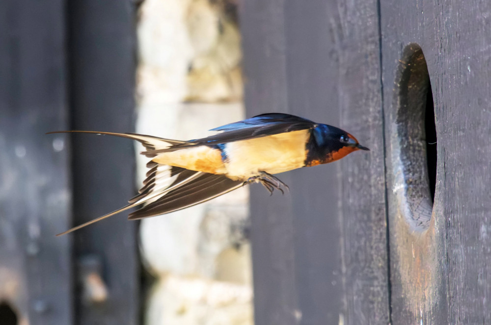 One Swallow makes your day (Picture: Andrew Fusek-Peters/SWNS)