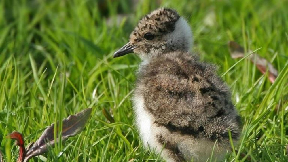 One key area for bird watching - Exminster and Powderham Marshes