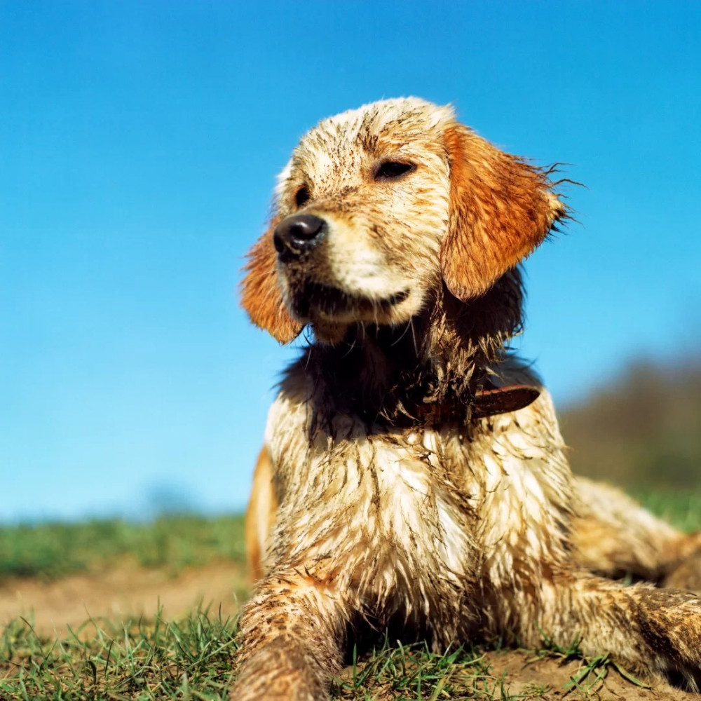 Mucky pup – why do dogs like to roll in dirty or smelly things?