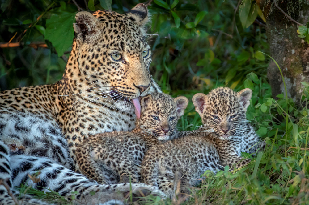 International Leopard Day (Picture: SWNS)