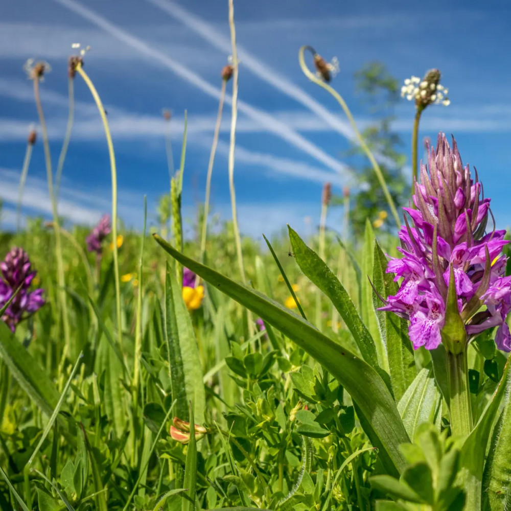 Glorious Open Gardens 2023 – Westleigh Farm