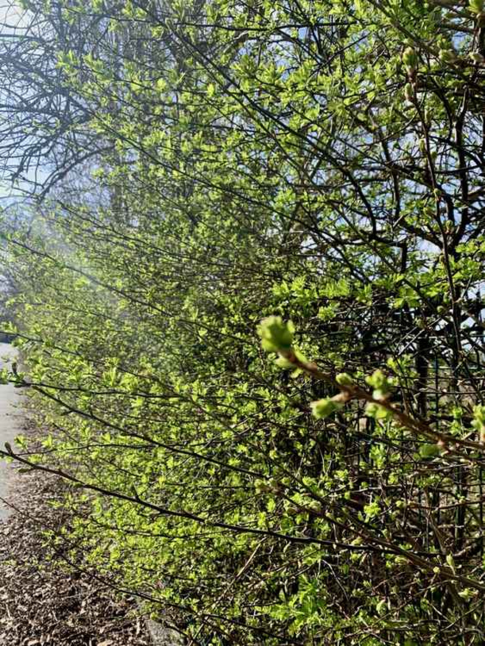 The hedgerows are bursting into life on Queensway! The hedgerows are bursting into life on Queensway!