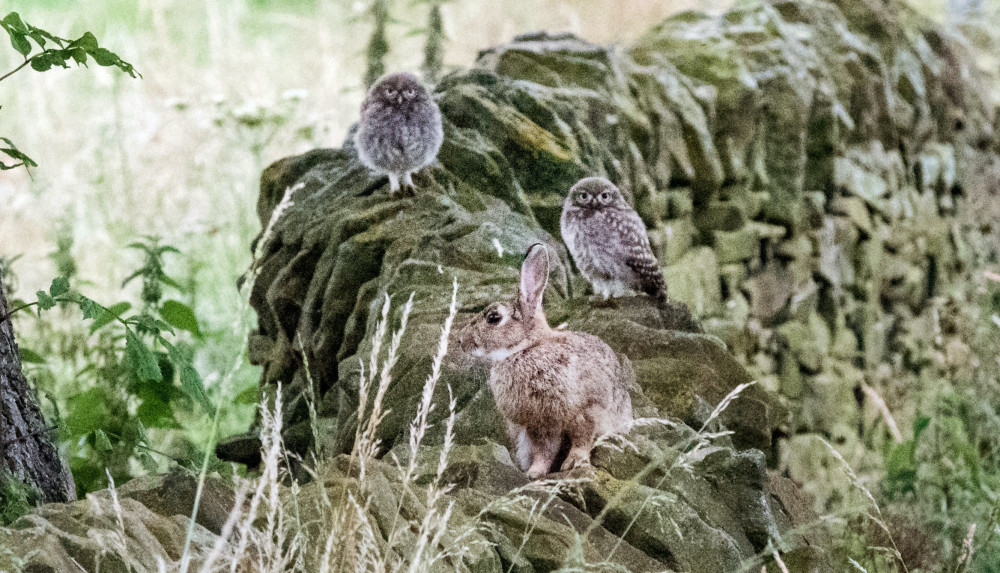 Rabbit and owls (Picture: SWNS)