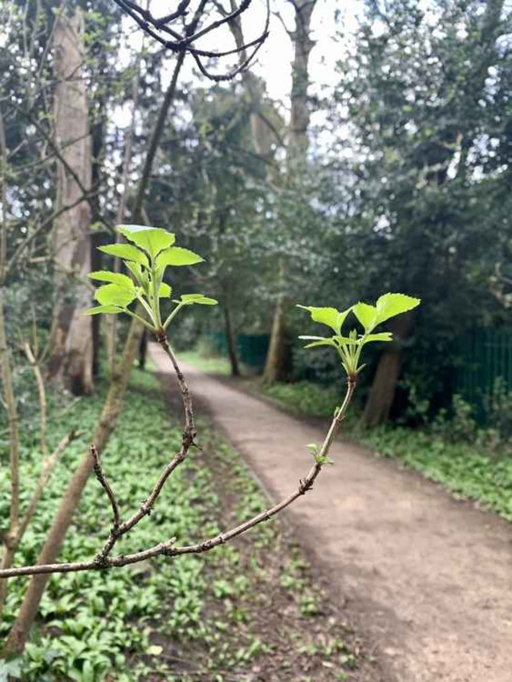 Fresh leaves emerging in Castle Park Fresh leaves emerging in Castle Park