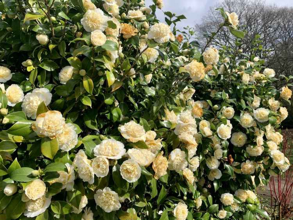 Camellias in Castle Park Camellias in Castle Park