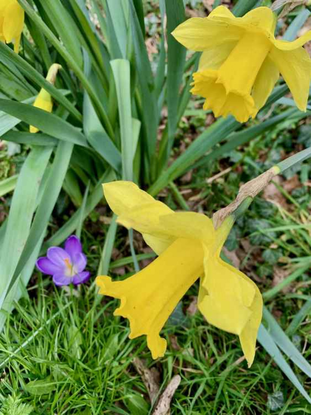 Daffodils and crocuses Daffodils and crocuses