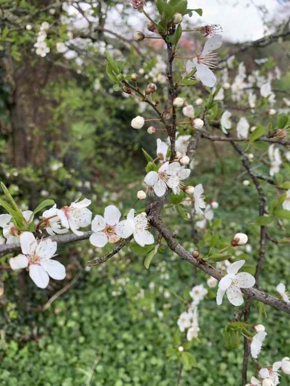 Blossom in Manley Blossom in Manley
