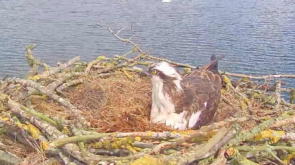 The eggs are due to hatch. Image credit: Rutland Osprey Project / Youtube.