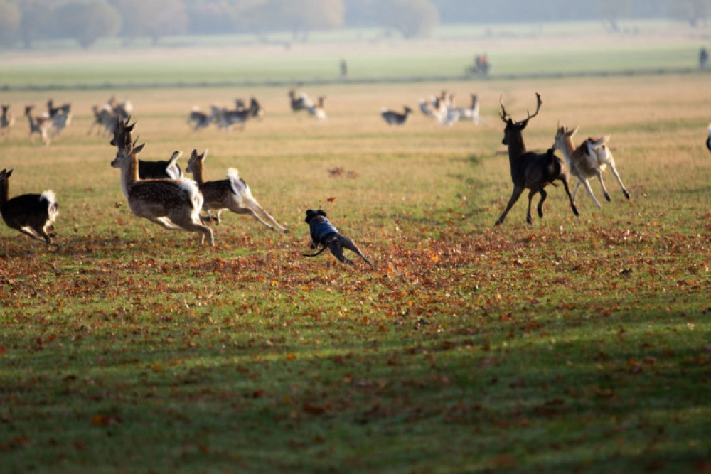 Leads on dogs is currently compulsory in Bushy and Richmond Park due to the deer birthing season which runs from May 1st - July 31st, where around 300 deer will be born across both parklands (Credit: Royal Parks) Leads on dogs is currently compulsory in Bushy and Richmond Park due to the deer birthing season which runs from May 1st - July 31st, where around 300 deer will be born across both parklands (Credit: Royal Parks)