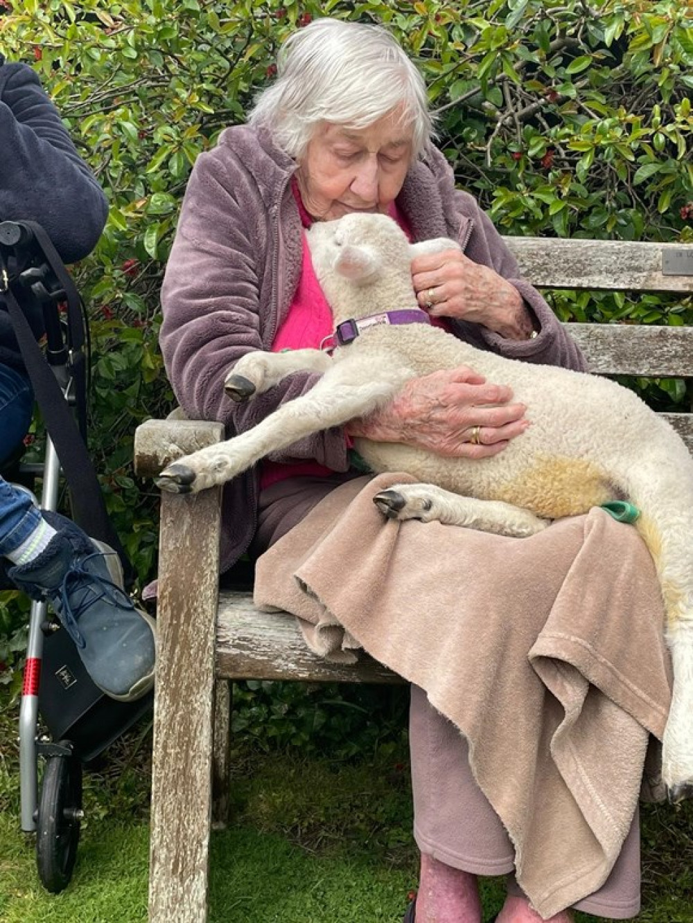 One of the visiting lambs meets residents at The Seaton care home One of the visiting lambs meets residents at The Seaton care home