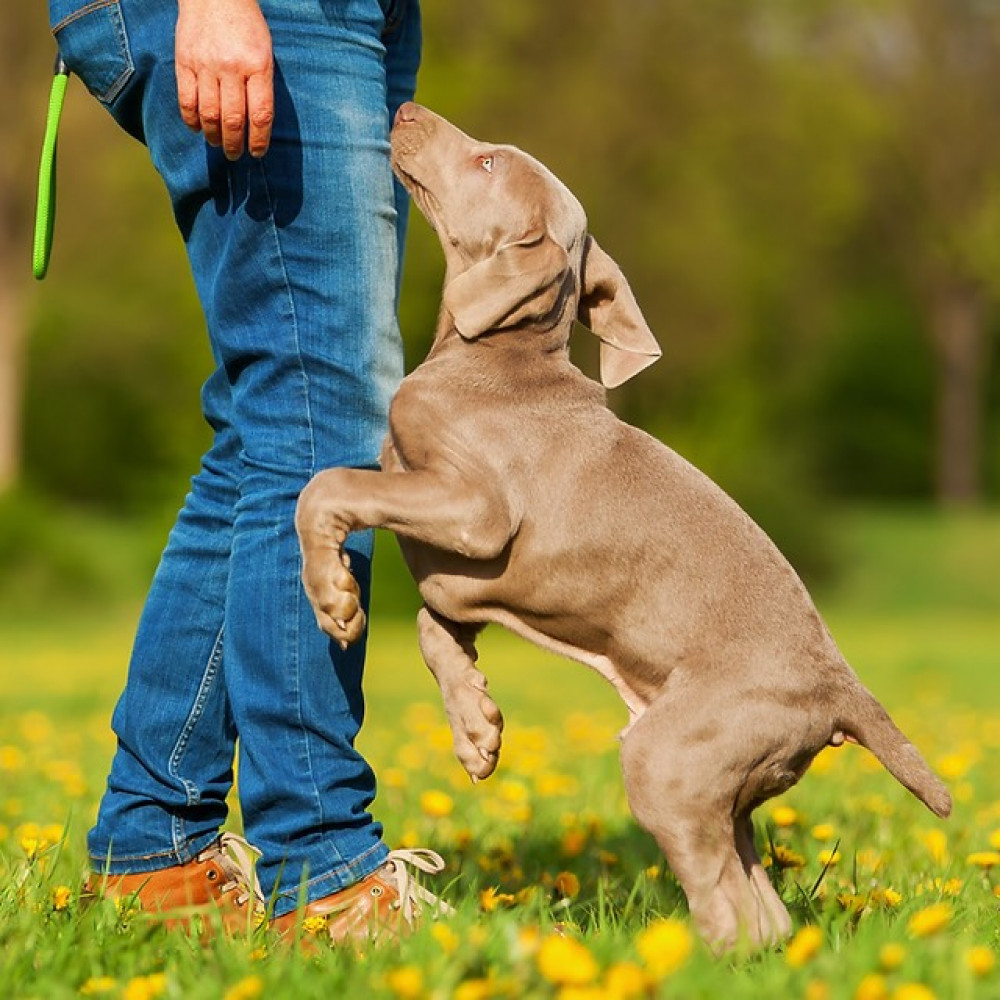 How can you stop your dog from jumping up?