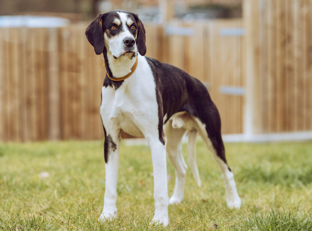 Drummer is after a fur-ever home. He is one-and-a-half years old. (Image - RSPCA Macclesfield) 