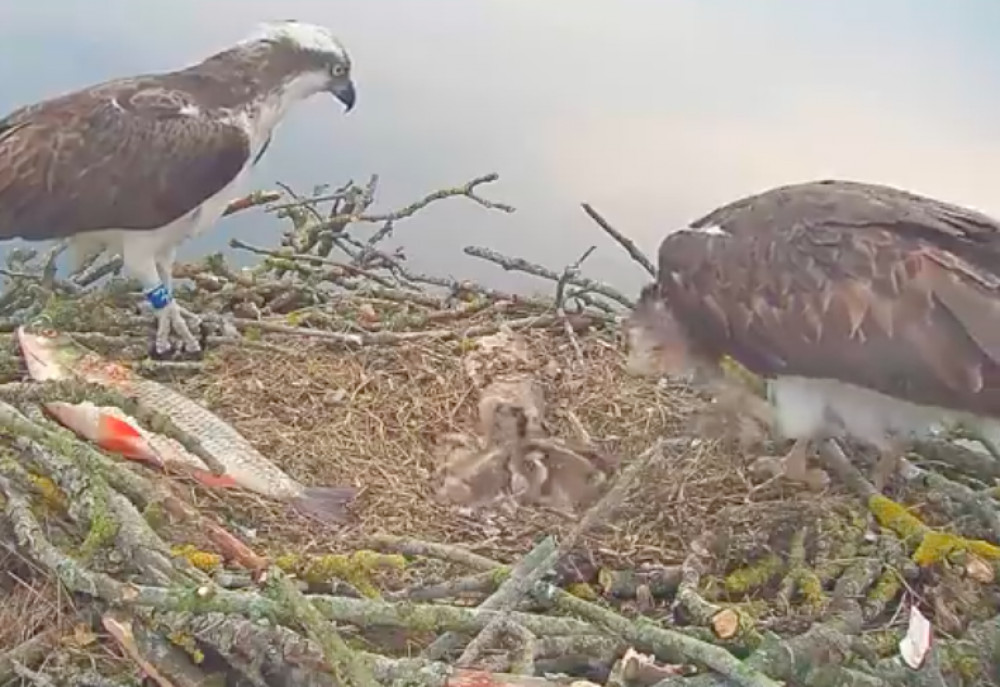 Proud parents have been feeding the chicks. Image credit: Rutland Osprey Project / Youtube. 