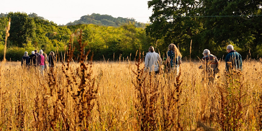 The walk will explore the depths of a wetland meadow in Colyton