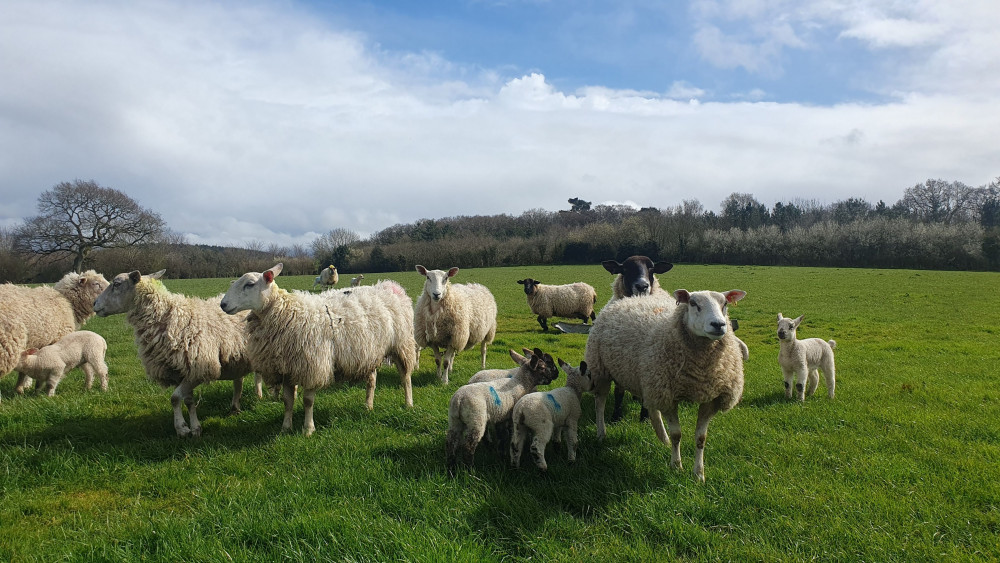 Sheep and lambs in a field near Honiton (Nub News)