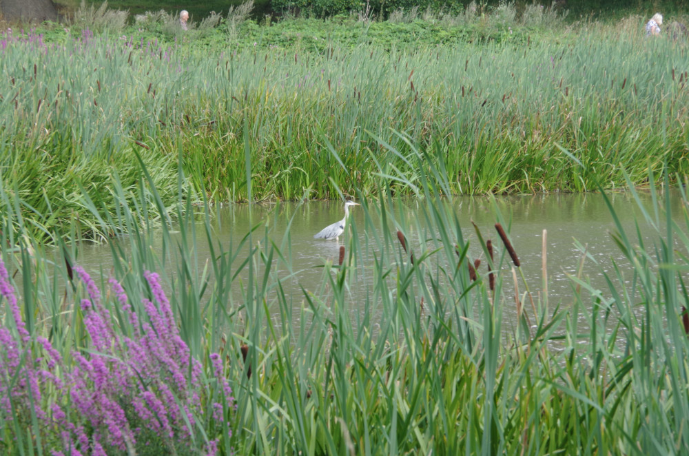 Free events will be held around Kenilworth from Saturday, May 27 until June 4 for Kenilworth Naturewatch Week 2023 (image by Richard Smith)