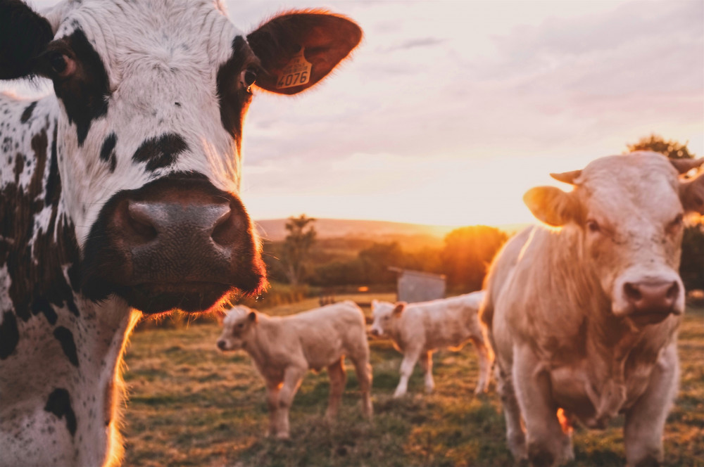 The council wants to support particularly meat and dairy but also plant-based products The council wants to support particularly meat and dairy but also plant-based products