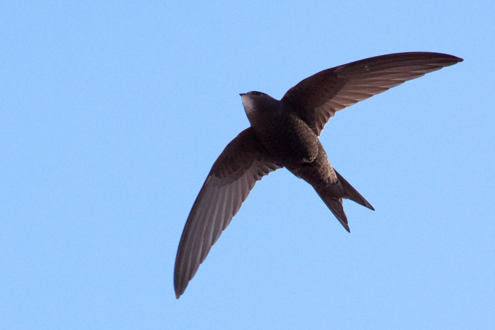 Wild Chiswick are looking for more funding to help install swift boxes. Photo: pau.artigas.