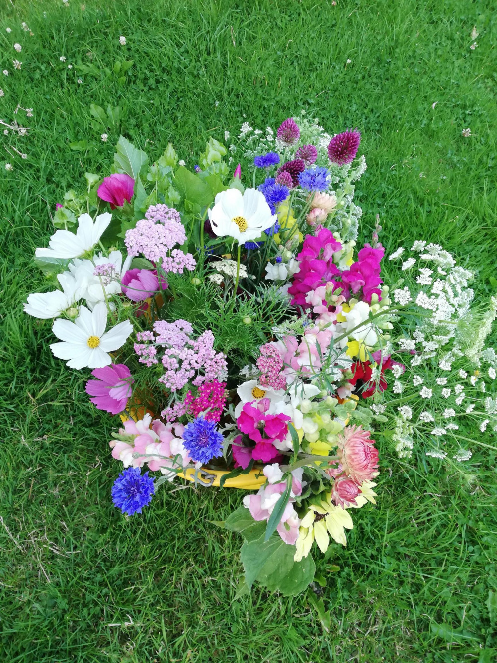 Beginners Guide to Growing Cut Flowers