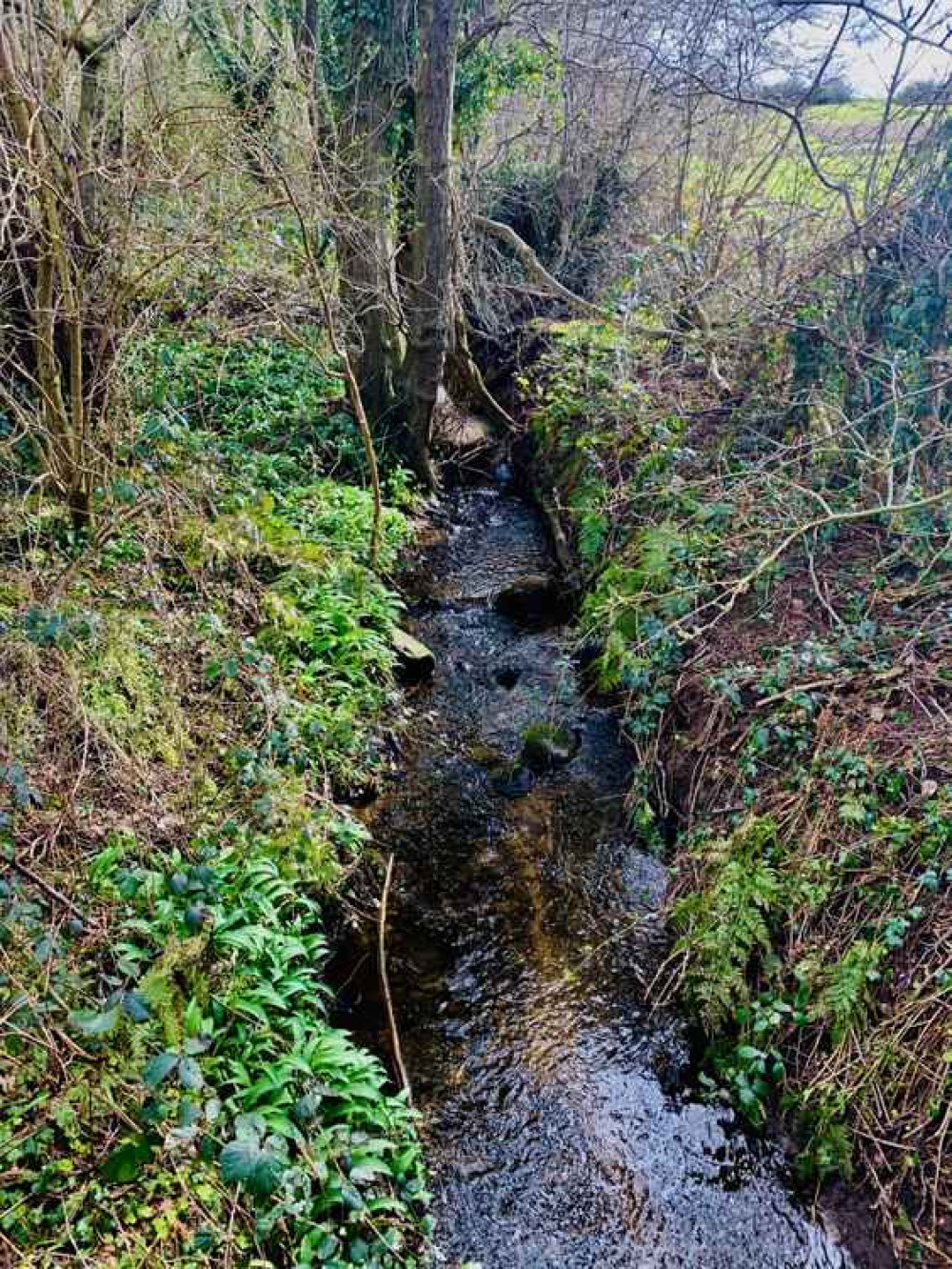 Moor's Brook Moor's Brook