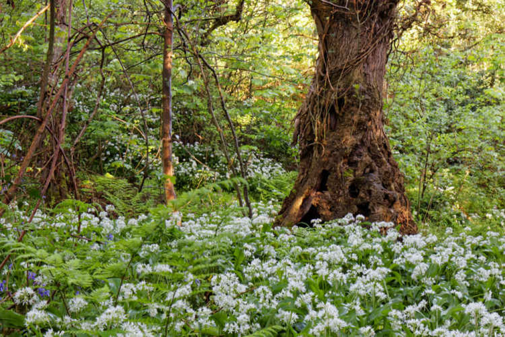 Wild garlic. Image: Mark O'Sullivan Wild garlic. Image: Mark O'Sullivan