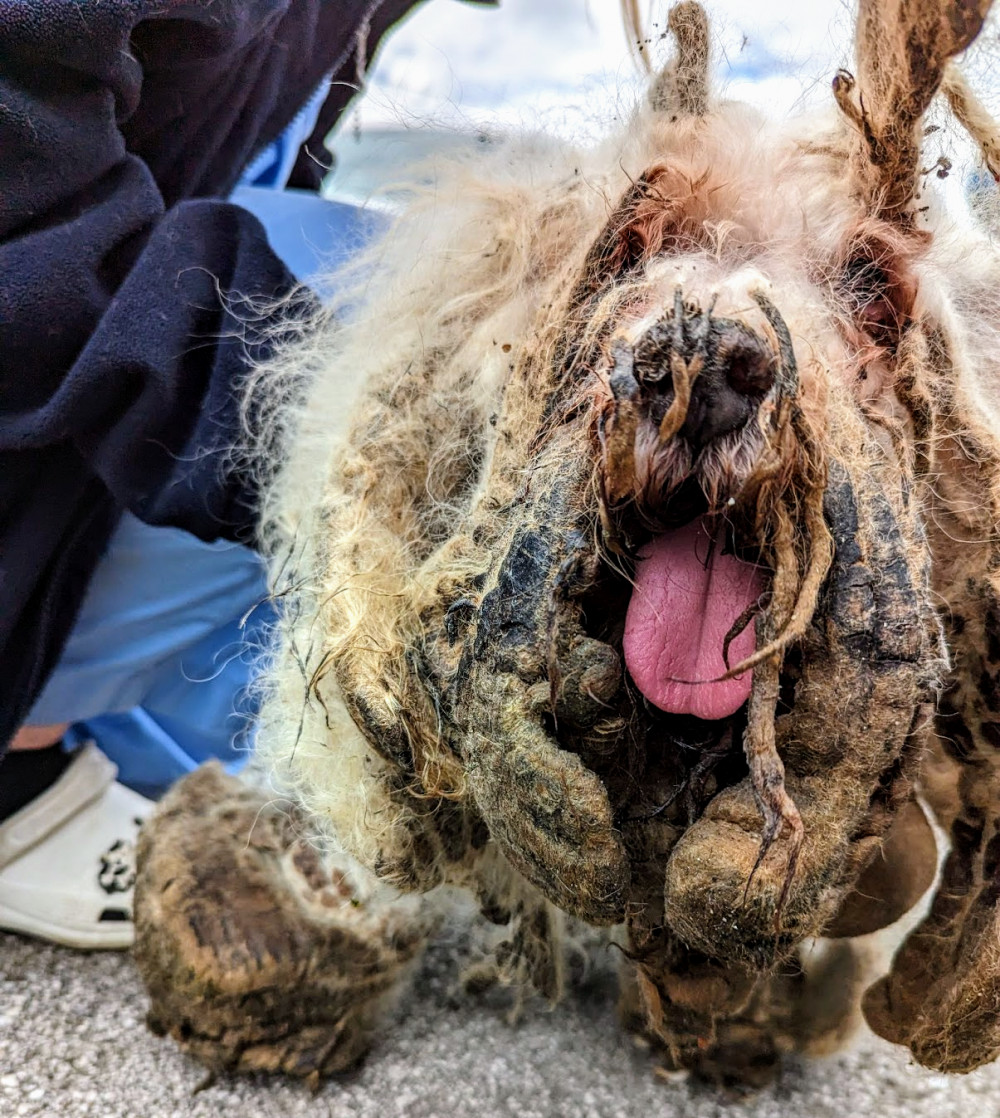 On Tuesday 2 May, Larry, a little poodle/Maltese type dog, was found abandoned by a member of the public on Bradfield Road (RSPCA).