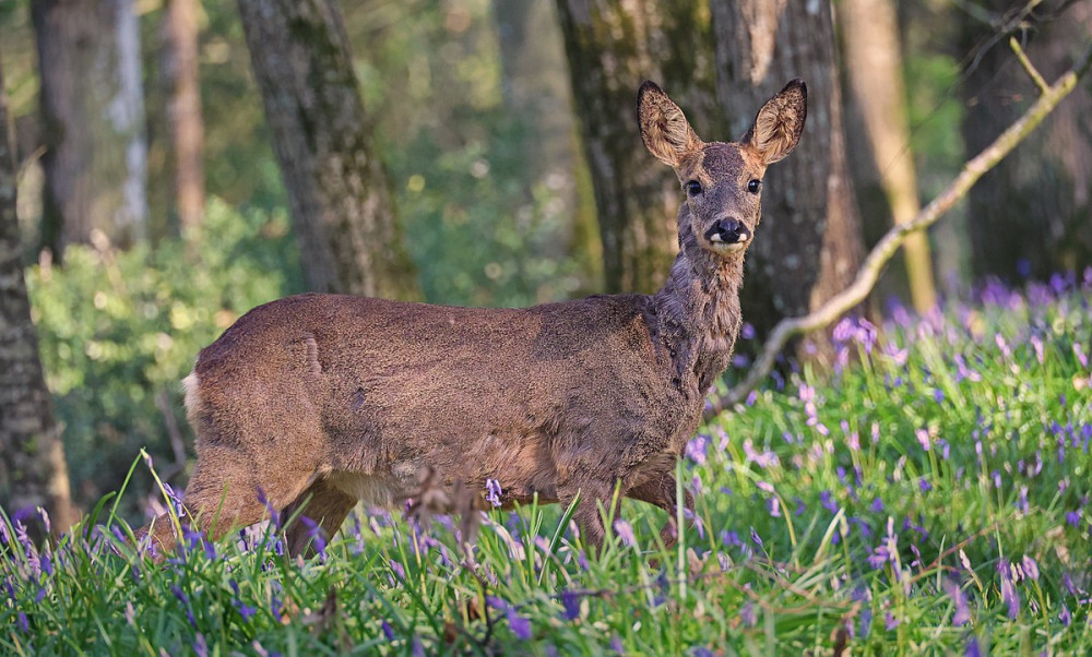 A deer has been rescued from a family's home in Suffolk. Photo: Clément Bardot.