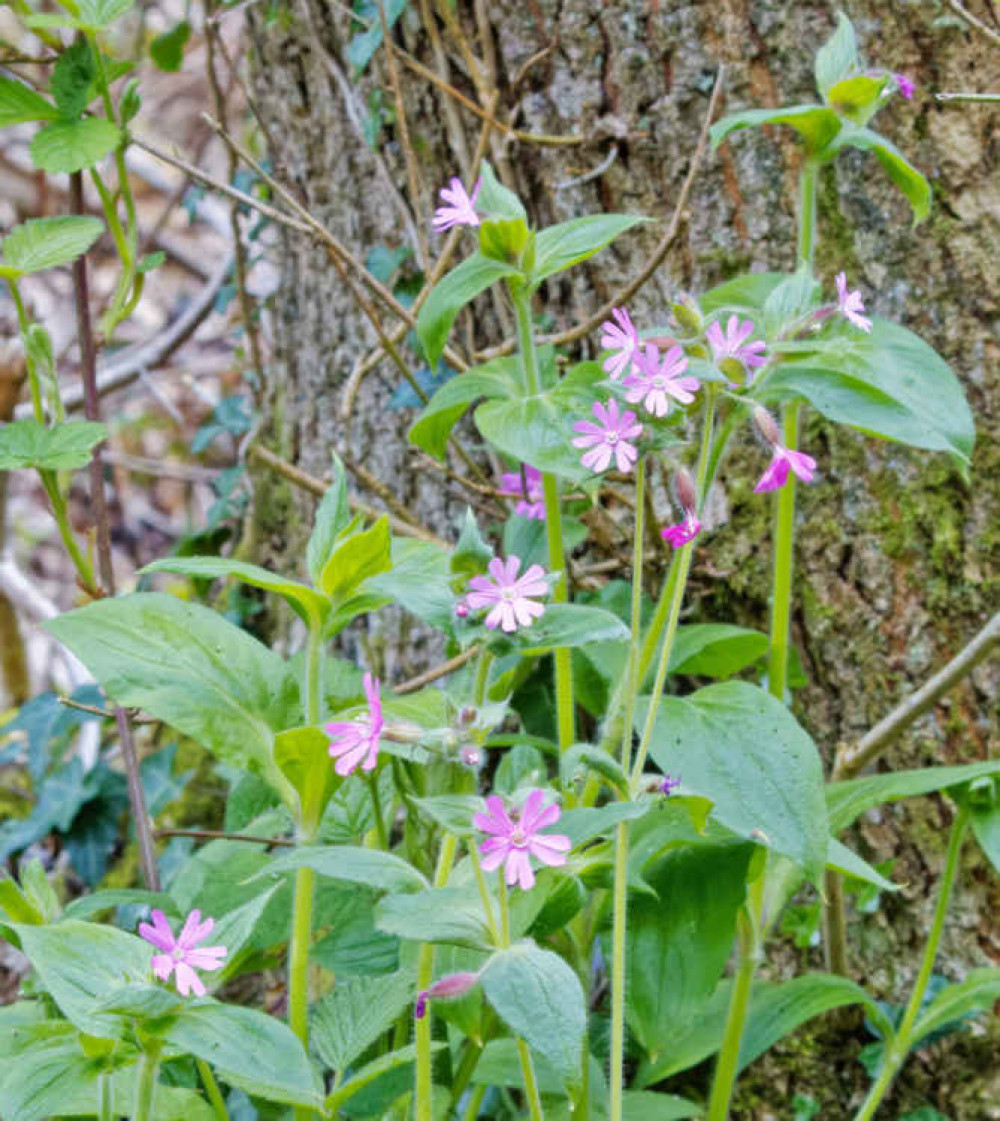 Red campion. Image: Mark O'Sullivan Red campion. Image: Mark O'Sullivan