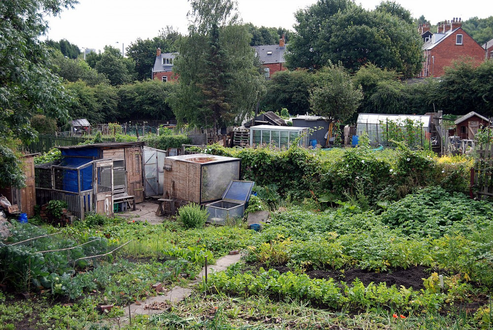 Hounslow Council have received government funding to help grow more food. Photo: Badics.