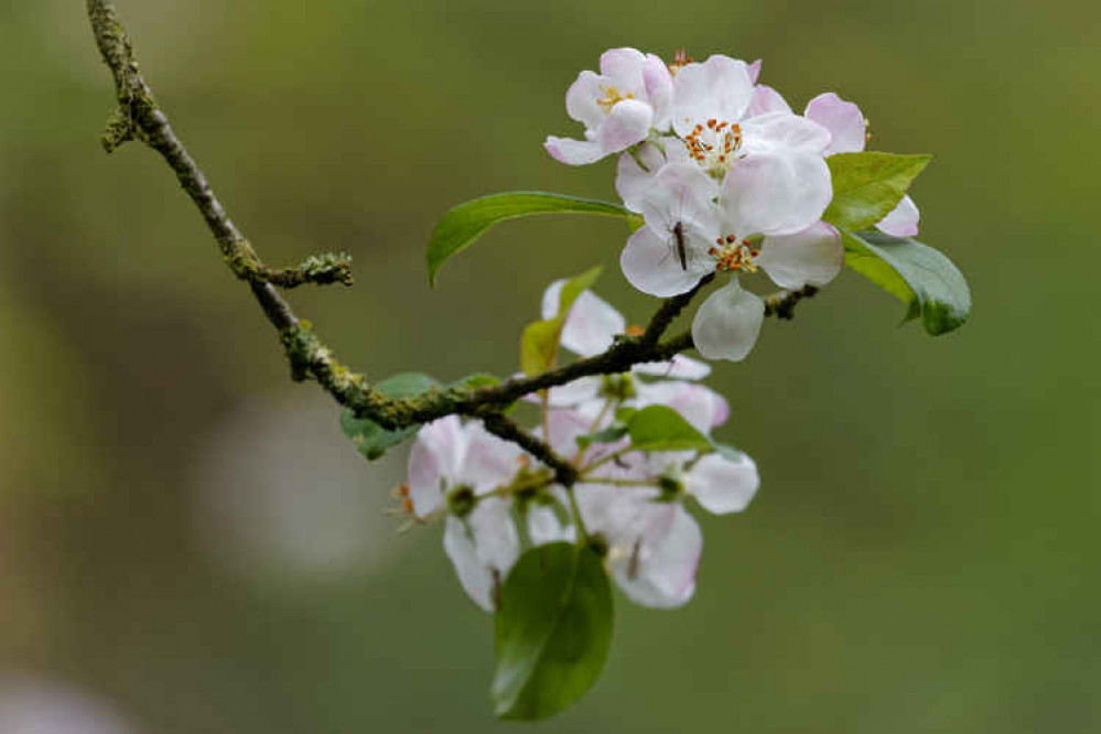 Apple blossom. Image: Mark O'Sullivan Apple blossom. Image: Mark O'Sullivan