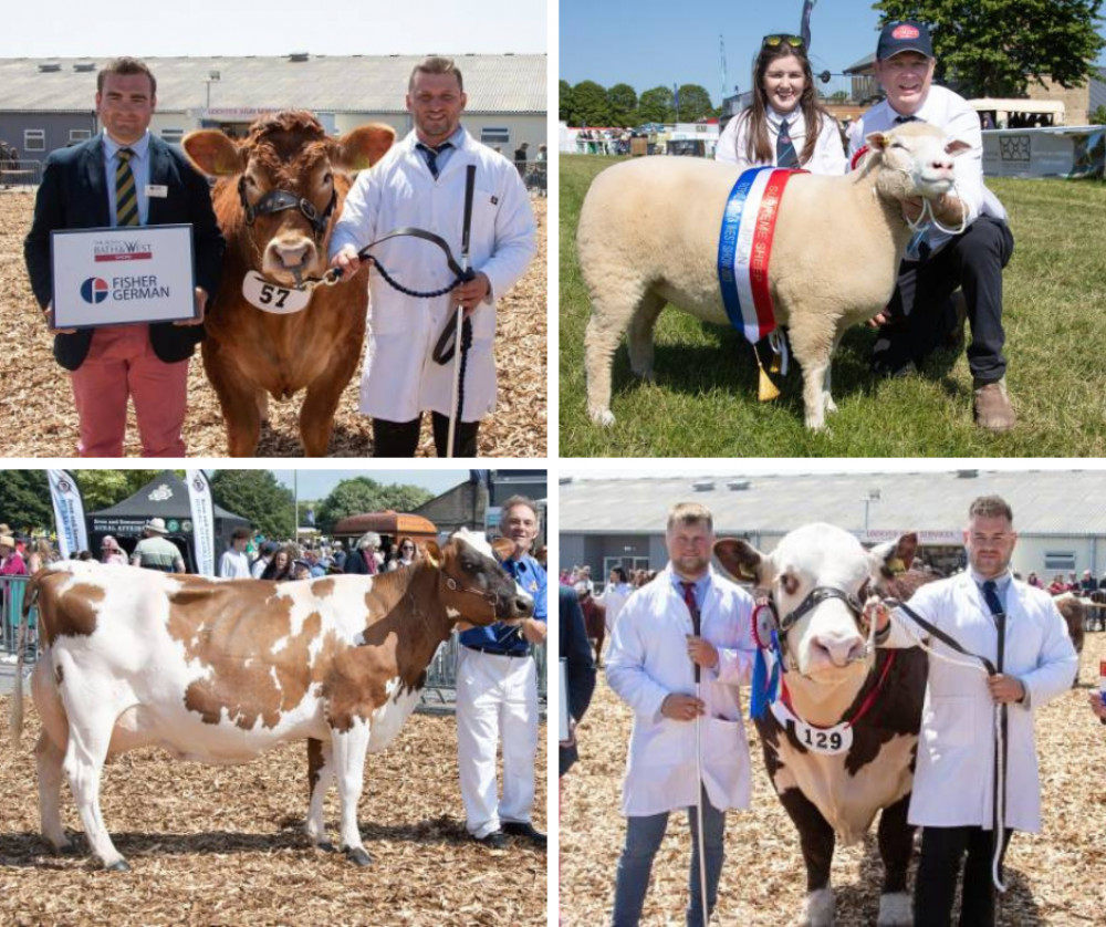 The competition was strong as beef cattle kick-started the interbreed championships at the Royal Bath & West Show on Thursday