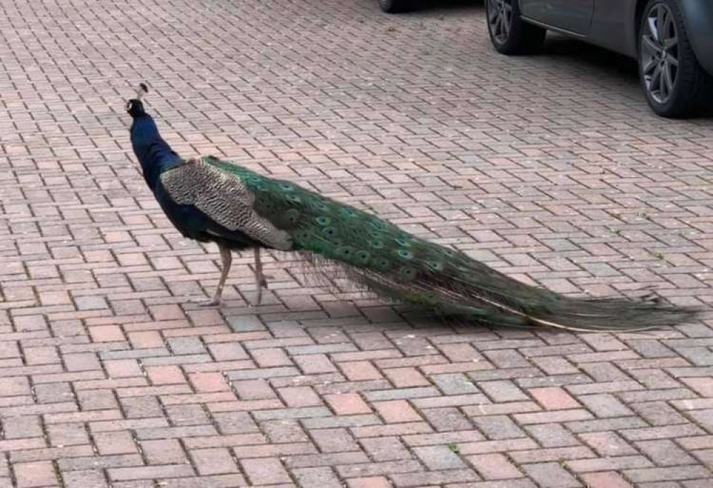 Percy the peacock photographed by Lianne Young