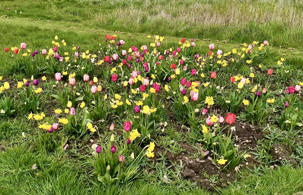 Photos of the bulbs from last year’s Green Shoots Grant Scheme provided by Ellistown Allotments