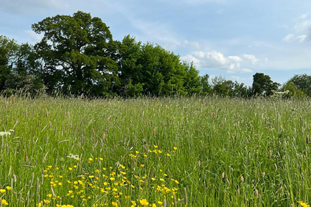 The Packsaddle Fields are an Asset of Community Value and registered green space The Packsaddle Fields are an Asset of Community Value and registered green space
