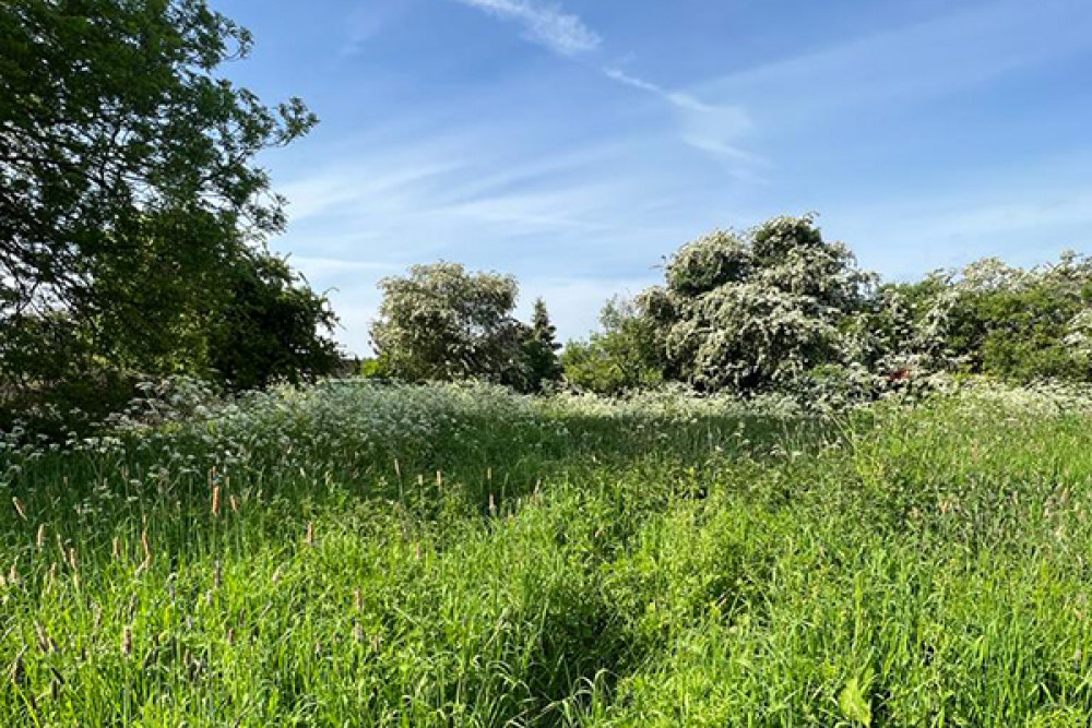 The fields of Packsaddle in Frome are enjoyed by scores of dog walkers and ramblers The fields of Packsaddle in Frome are enjoyed by scores of dog walkers and ramblers
