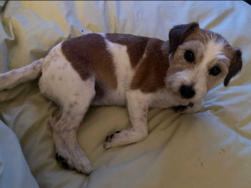 A desperate family have issued a plea for help after Betty, their Jack Russell, disappeared from the front garden.