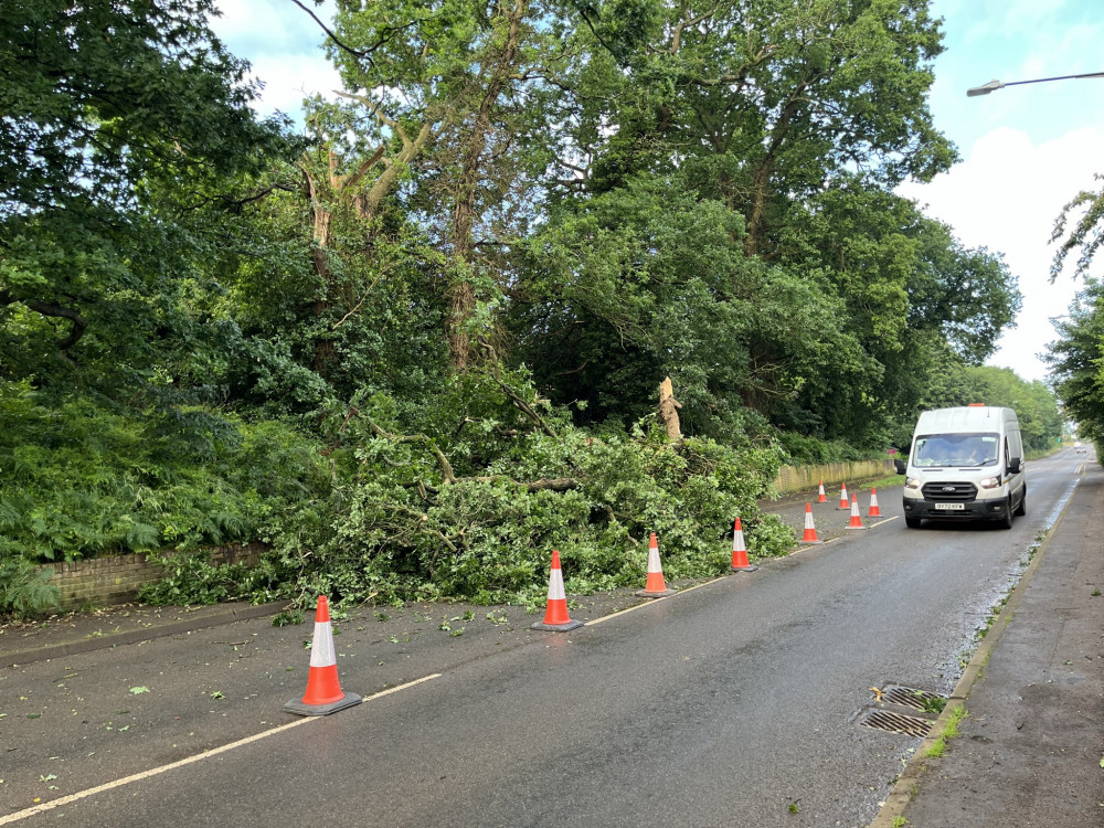 Vehicles can still pass the felled tree on Dalehouse Lane (image via Cllr David Bailey)