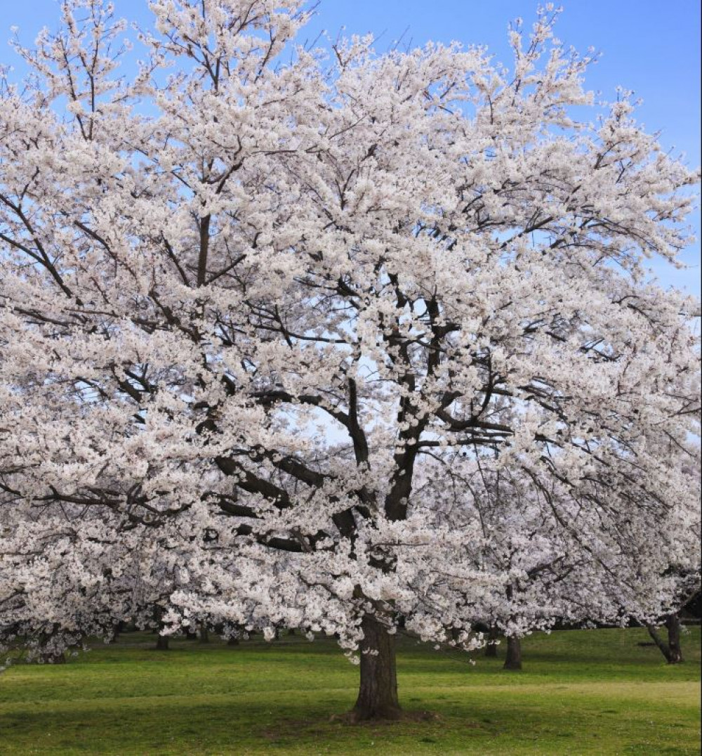 Newly planted cherry trees will deliver a spectacular spring display as they grow