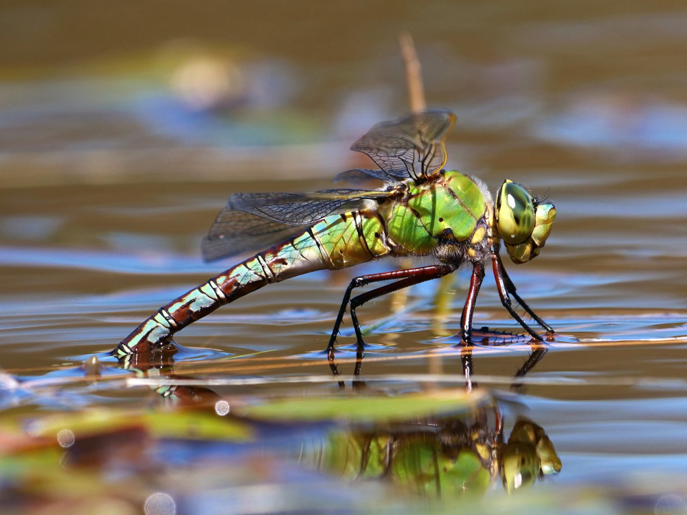 Dragonfly boom (Picture: SWNS)