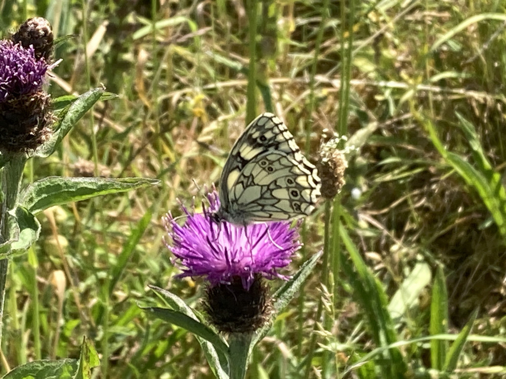 Marbled White butterflies are just emerging on the wildflowers