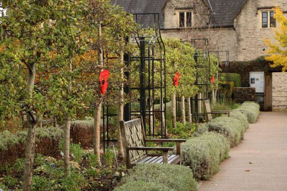 Poppies in the Physic Garden, photographed by Glyn Evans