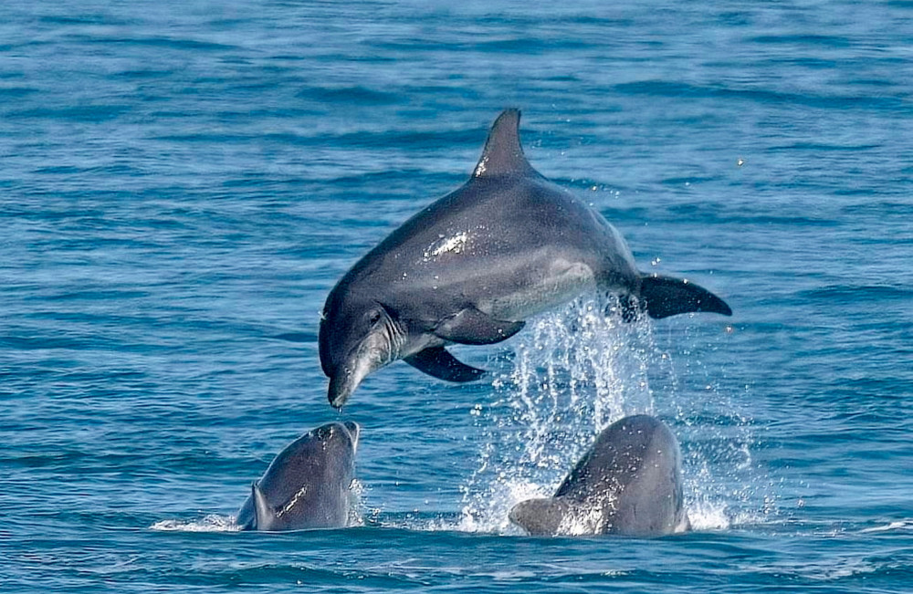 Dolphin fun (Picture: SWNS)