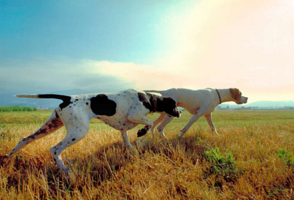 Police warning to rural Vale farmers as they crack down illegal hunting with dogs