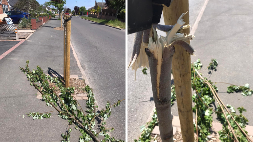 The trees have been taken to Warwickshire County Council's 'tree hospital' (image via Cllr Rik Spencer)