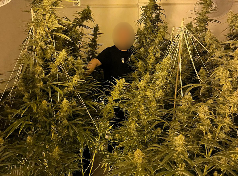 Warwickshire Police uncovered three cannabis farms across the county last week (image via Warwickshire Police)