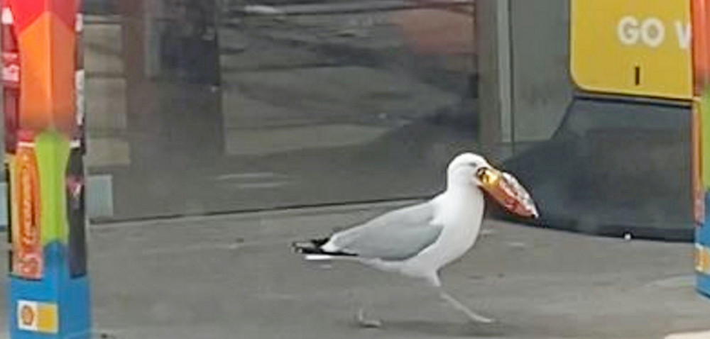 Cheeky crisp thief (Picture: SWNS)