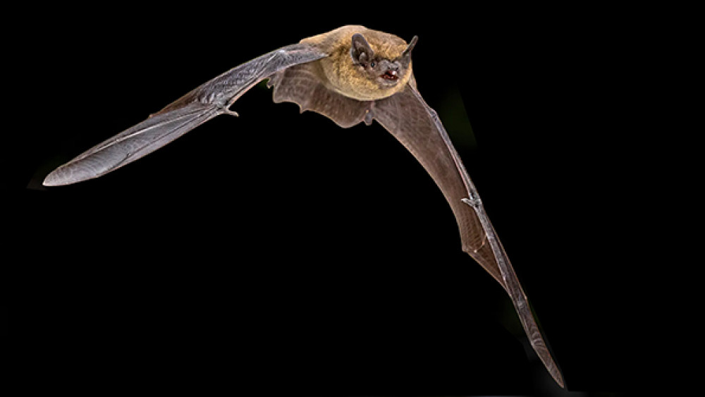 A Soprano Pipistrelle